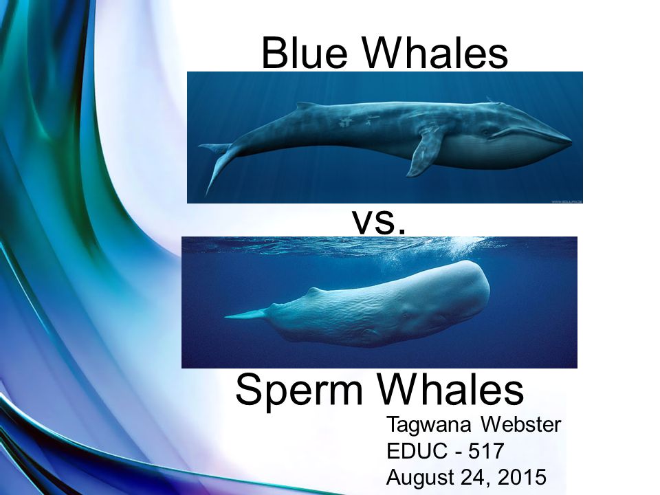 Social unit of male sperm whales