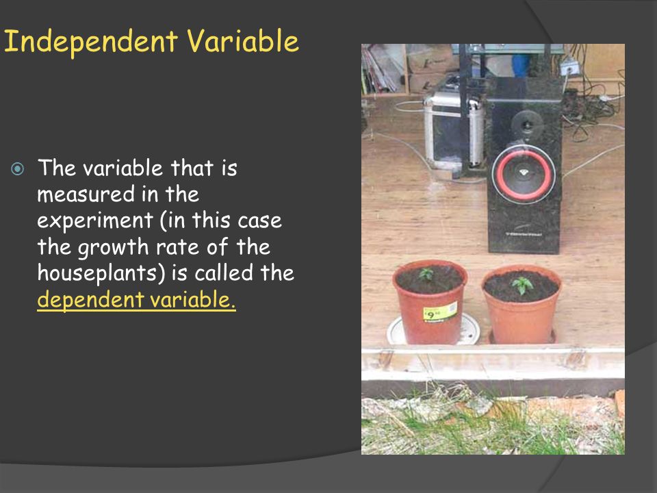 Independent Variable  The variable that is measured in the experiment (in this case the growth rate of the houseplants) is called the dependent variable.