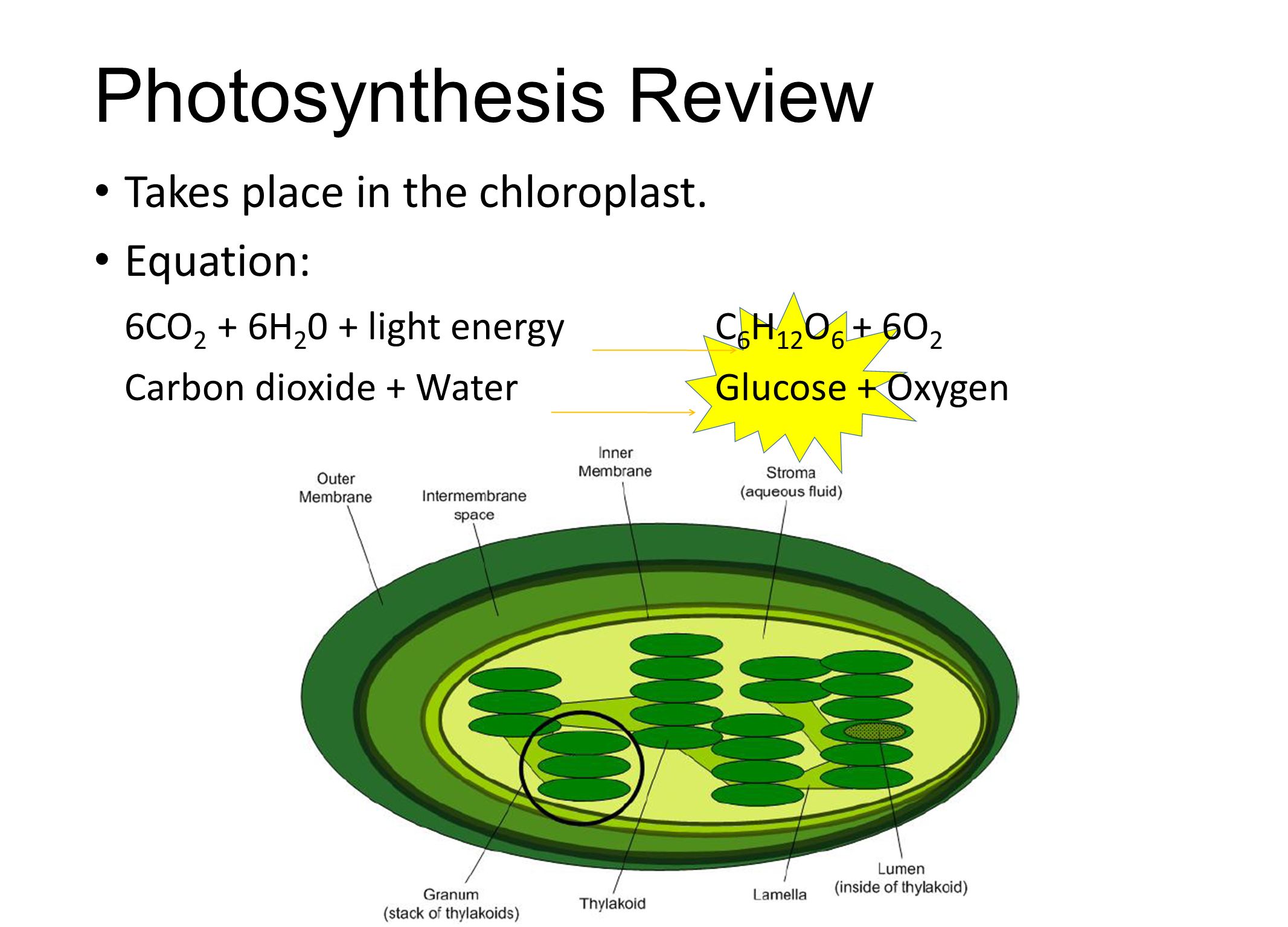 does photosythesis take Let’s take a look at how these are collected by plants what does photosynthesis produce photosynthesis is important because it provides two main things:. does photosythesis take Let’s take a look at how these are collected by plants what does photosynthesis produce photosynthesis is important because it provides two main things:.
