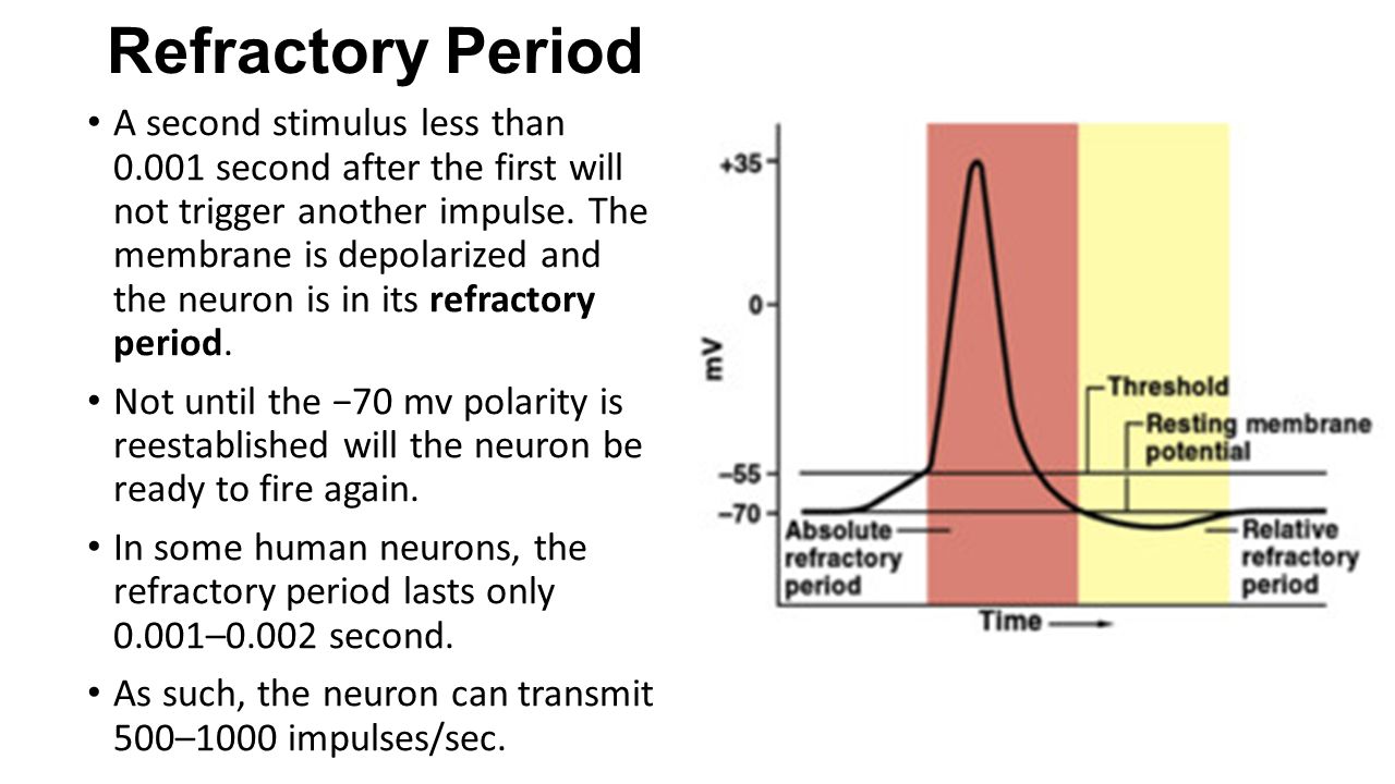 Refractory Period Viagra