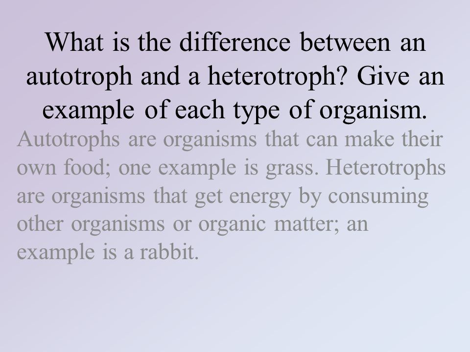 What Is The Equation For Photosynthesis In Both Symbols And Words The Overall Equation For Photosynthesis In Both Symbols And Words