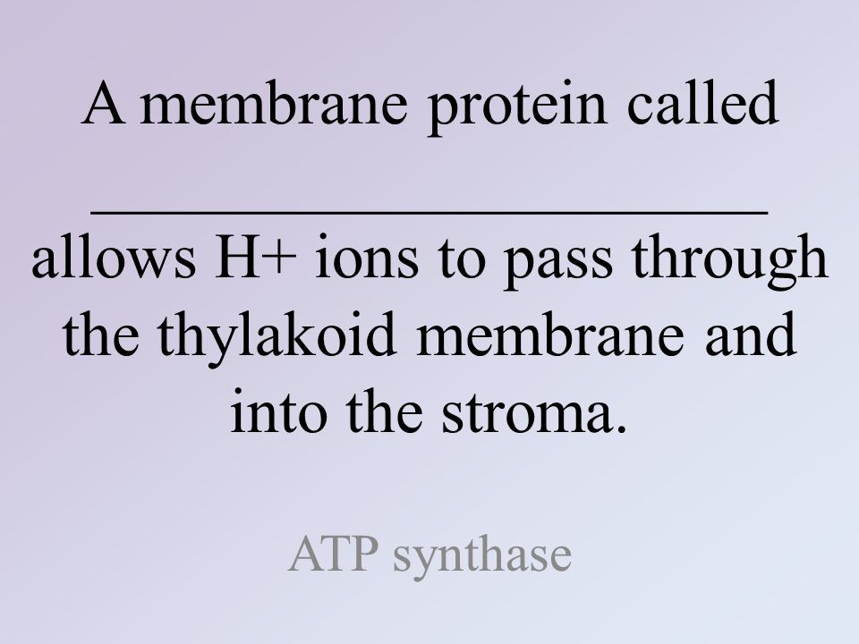 The Overall Equation For Photosynthesis In Both Symbols And Words Write The Overall Equation For Photosynthesis In Both Symbols And
