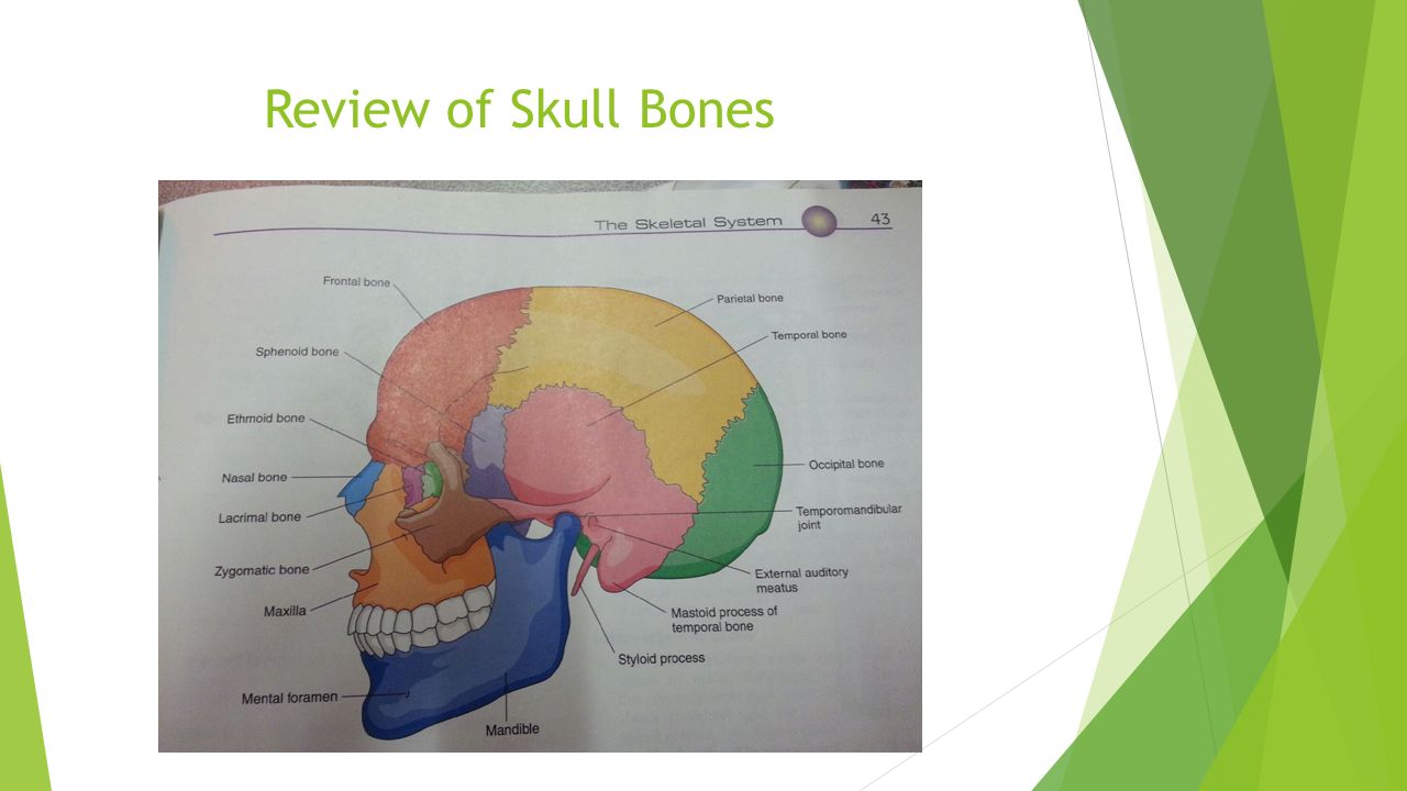 overview of the skeletal system overview of the skeletal system