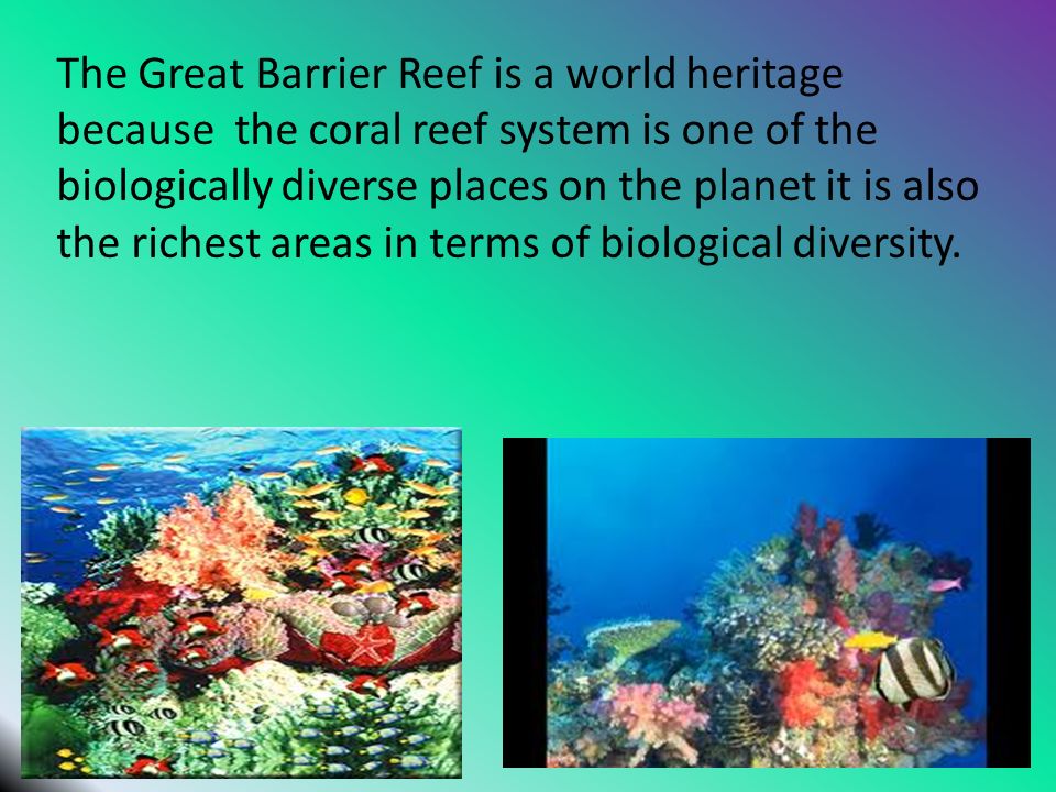 The Great Barrier Reef is a world heritage because the coral reef system is one of the biologically diverse places on the planet it is also the richest areas in terms of biological diversity.