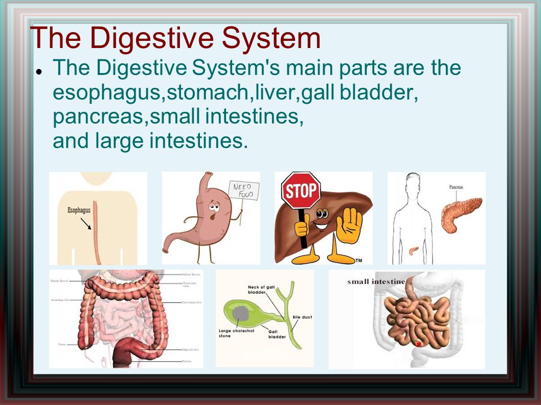 parts of the digestive system From the author find the parts of the human digestive system over the teeth and past the gums, look out stomach, here it comes this wonderful image by mariana ruiz villarreal (ladyofhats) in the wikimedia commons. parts of the digestive system From the author find the parts of the human digestive system over the teeth and past the gums, look out stomach, here it comes this wonderful image by mariana ruiz villarreal (ladyofhats) in the wikimedia commons.