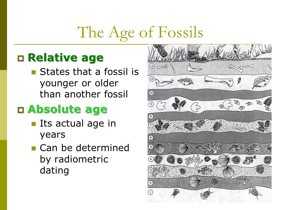 Explain How Radiometric Dating And The Fossil Record Supports The Theory Of Evolution Explain How Radiometric Dating And The Fossil Height Supports The Theory Of Evolution