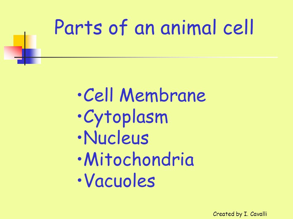 science chapter 1 – lesson 1 createdi. cavalli. - ppt download science chapter 1 – lesson 1 createdi. cavalli. - ppt download, Presentation templates
