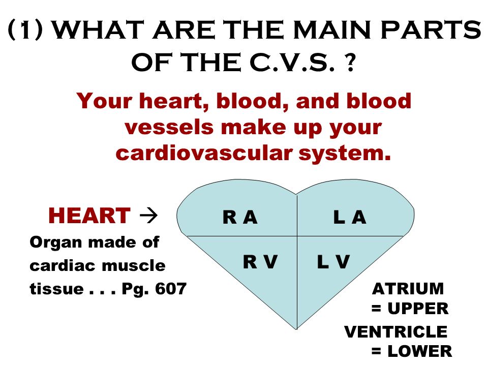 (1) WHAT ARE THE MAIN PARTS OF THE C.V.S.