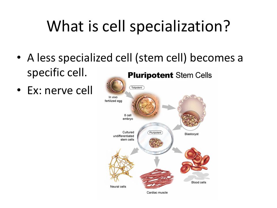 what is cell specialization