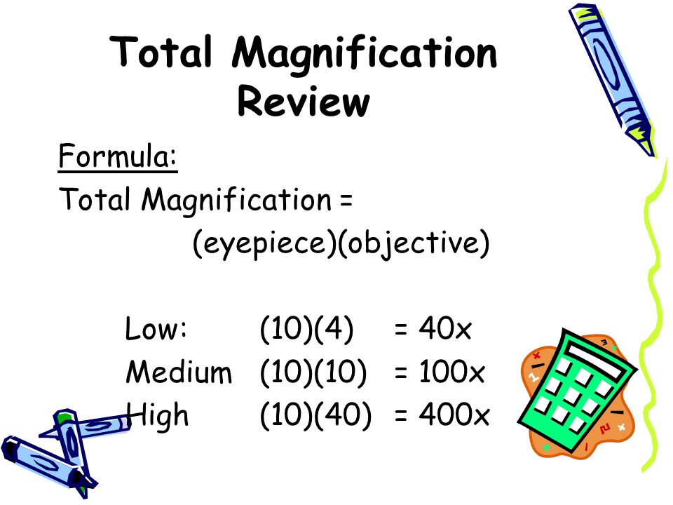Equation For Magnification Jennarocca Equation For Magnification Biology Jennarocca