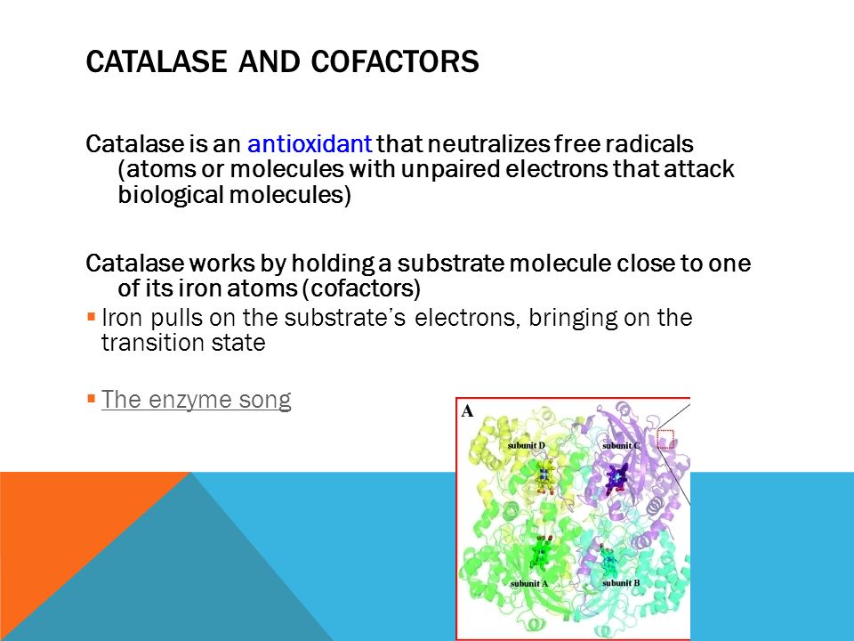 chapter 6 metabolism and enzymes life is full of chemical reactions how catalase works
