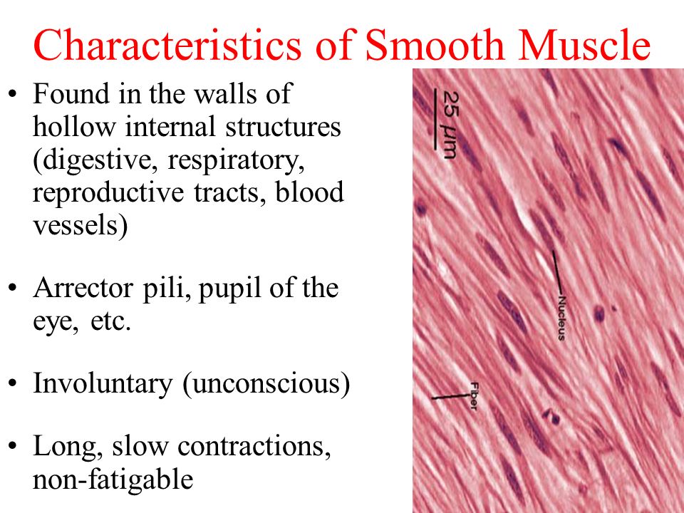 smooth muscle tissue