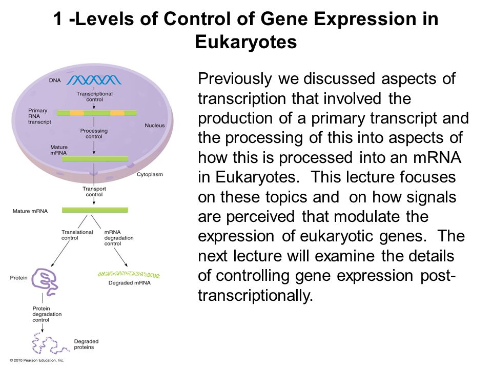 1 -levels of control of gene expression in eukaryotes