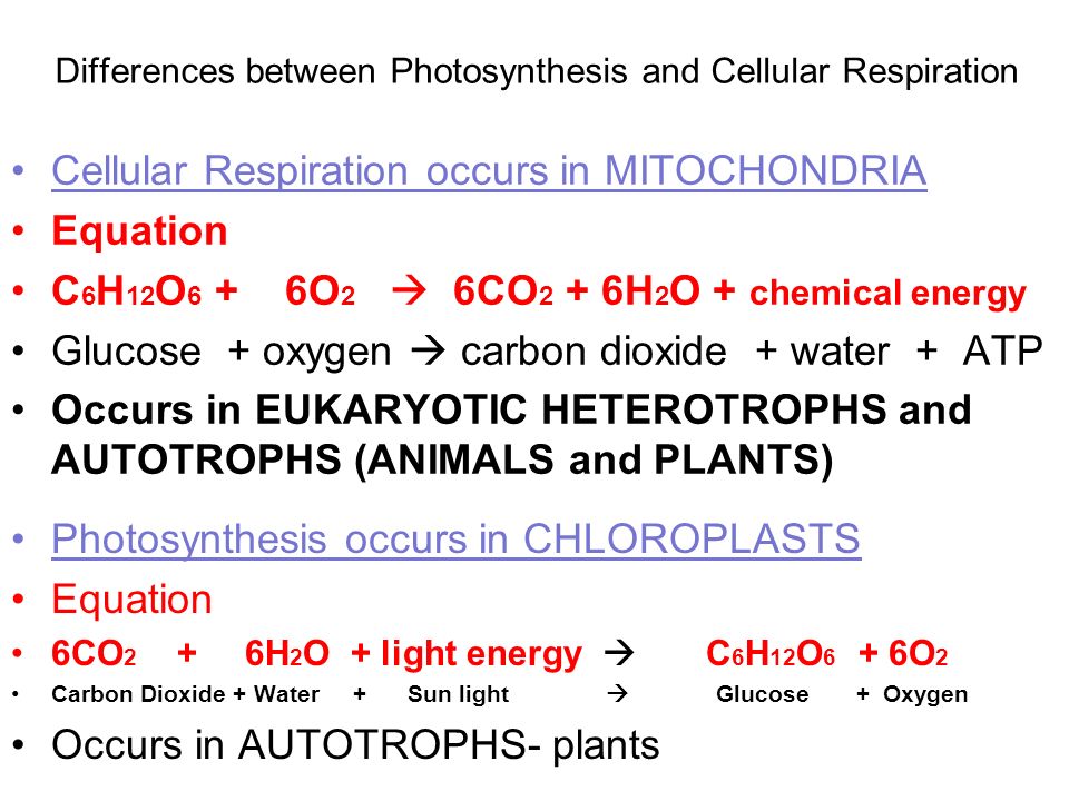 6 describe the similarities and differences between photosynthesis and cell respiration Study guide: metabolism, cellular respiration and plant describe the similarities and differences between cellular respiration and plant photosynthesis. 6 describe the similarities and differences between photosynthesis and cell respiration Study guide: metabolism, cellular respiration and plant describe the similarities and differences between cellular respiration and plant photosynthesis.