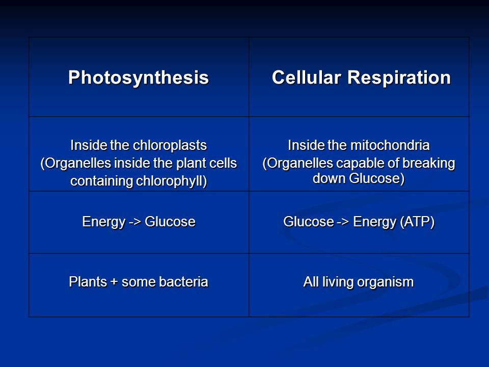 Photosynthesis Cellular Respiration Cellular Respiration Inside the chloroplasts (Organelles inside the plant cells containing chlorophyll) Inside the mitochondria (Organelles capable of breaking down Glucose) Energy -> Glucose Glucose -> Energy (ATP) Plants + some bacteria All living organism