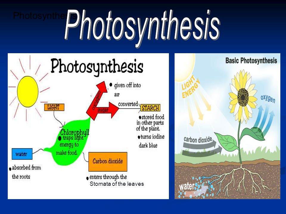 Photosynthesis e of Stomata of the leaves
