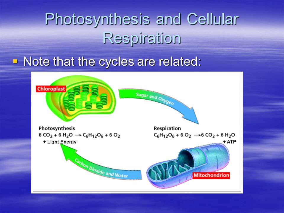 Photosynthesis and Cellular Respiration  Note that the cycles are related: + ATP+ Light Energy