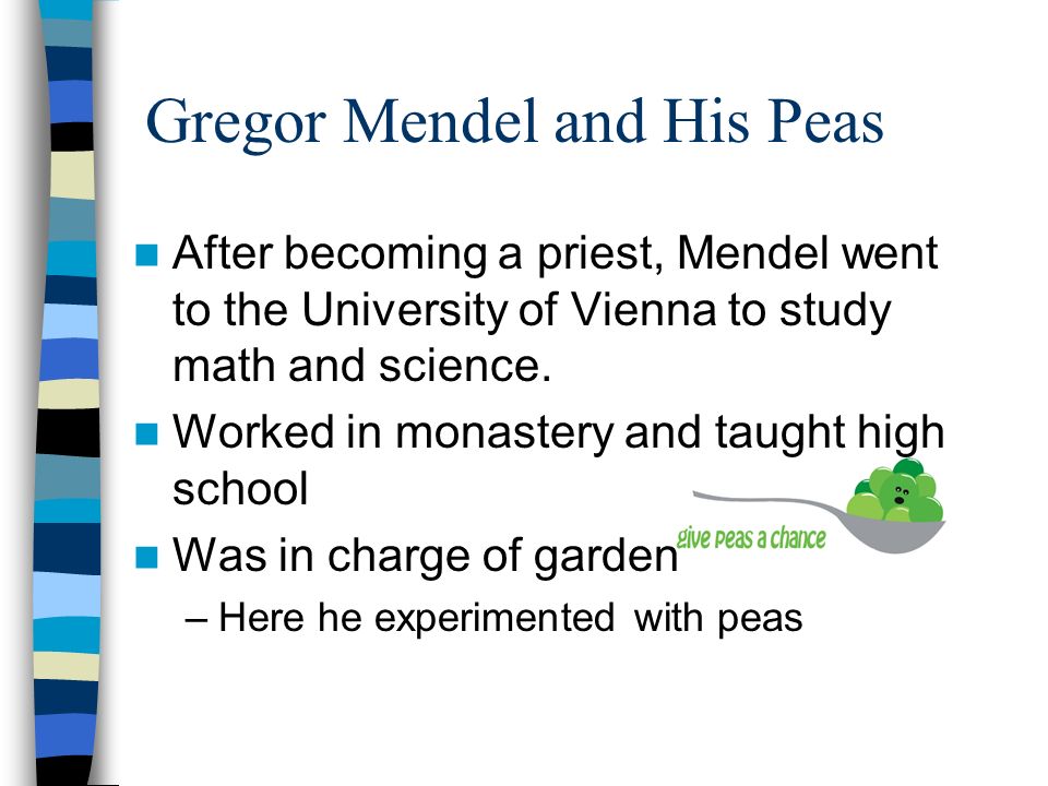 gregor mendel and his study on genetics Gregor mendel is considered the father of genetics, most well known for his work with breeding and cultivating pea plants, gathering data about 'dominant' and 'recessive' genes johann mendel was born in 1822 in the austrian empire to anton mendel and rosine schwirtlich he was the only boy in the. gregor mendel and his study on genetics Gregor mendel is considered the father of genetics, most well known for his work with breeding and cultivating pea plants, gathering data about 'dominant' and 'recessive' genes johann mendel was born in 1822 in the austrian empire to anton mendel and rosine schwirtlich he was the only boy in the.