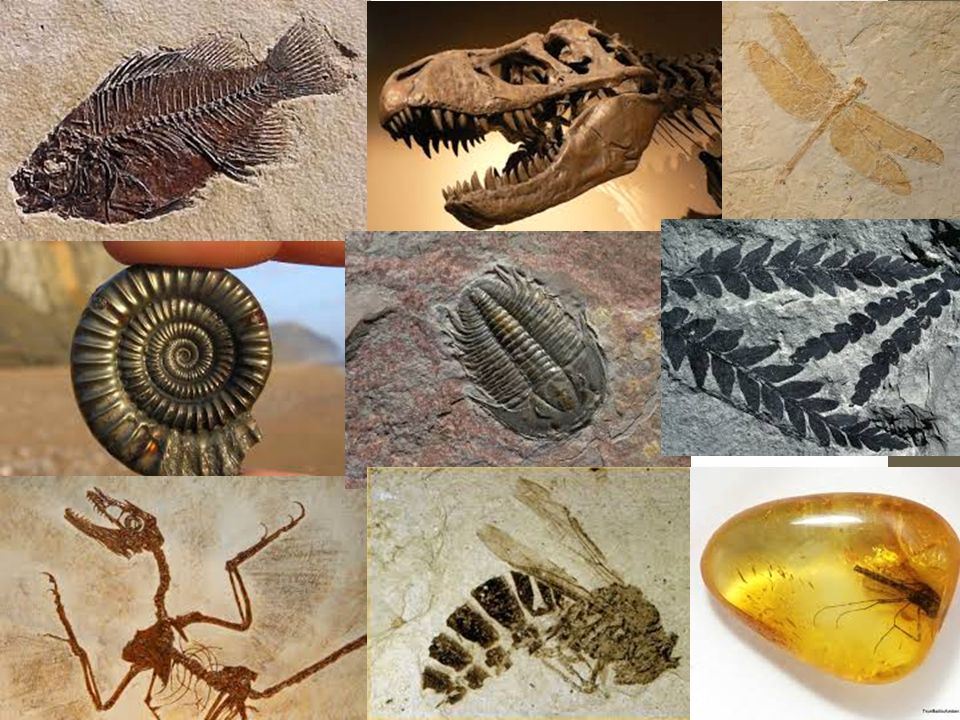 how does a cast fossil form look bookeyes co what is a true form fossil