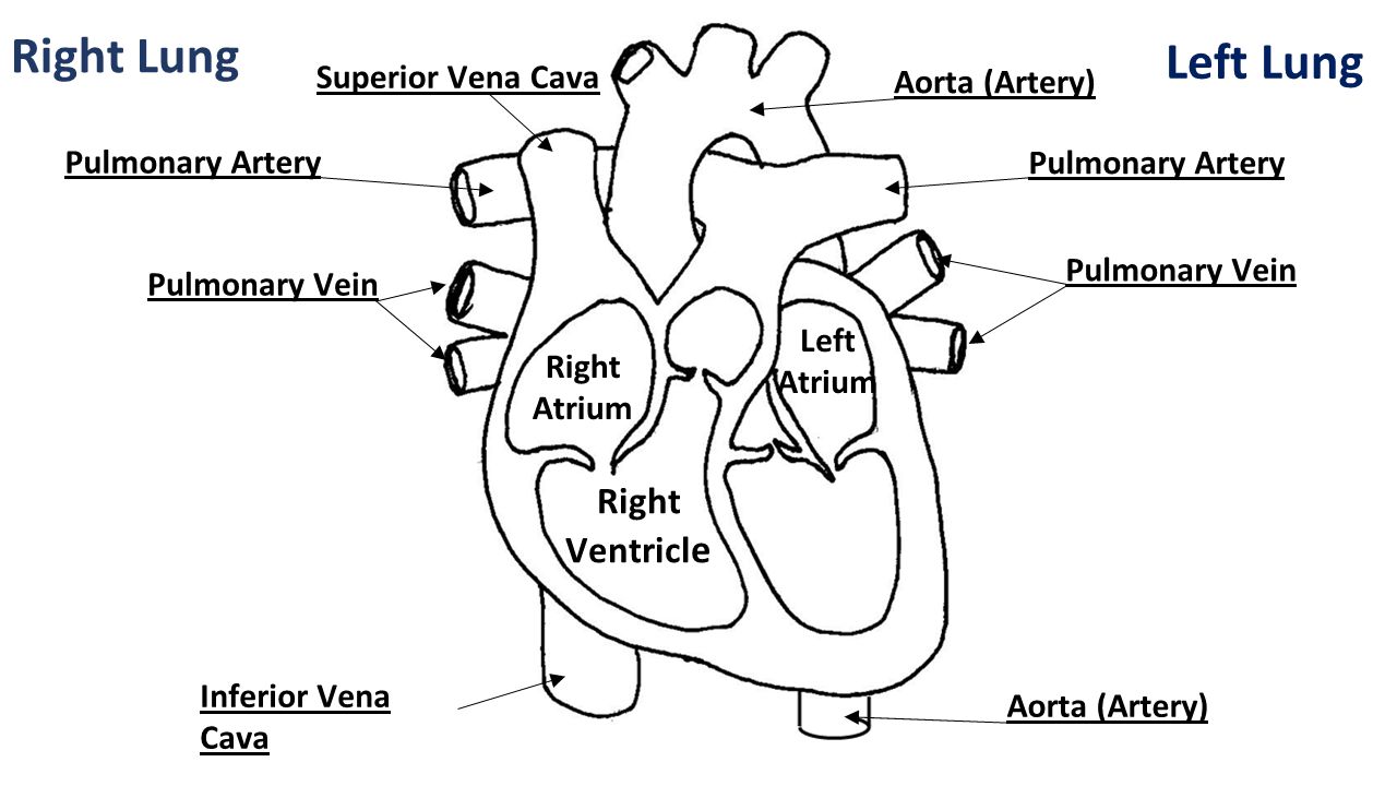 Right Lung Left Lung Superior Vena Cava Inferior Vena Cava Pulmonary Vein Aorta (Artery) Pulmonary Artery Right Atrium Right Ventricl e Left Atrium