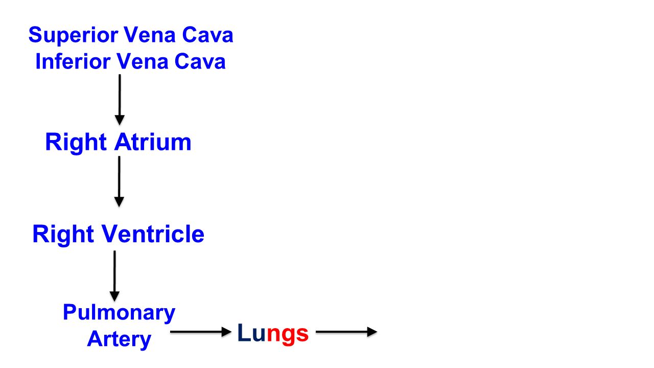 Superior Vena Cava Inferior Vena Cava Right Atrium Right Ventricle Pulmonary Artery Lungs