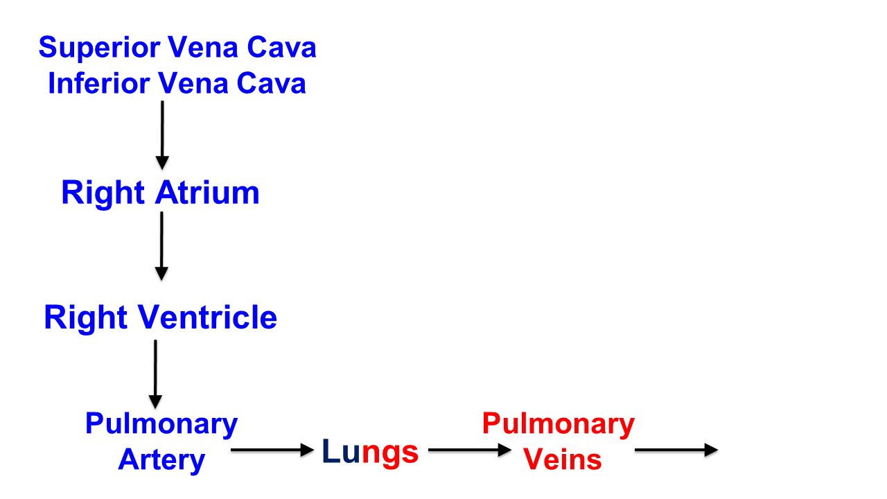 Superior Vena Cava Inferior Vena Cava Right Atrium Right Ventricle Pulmonary Artery Lungs Pulmonary Veins
