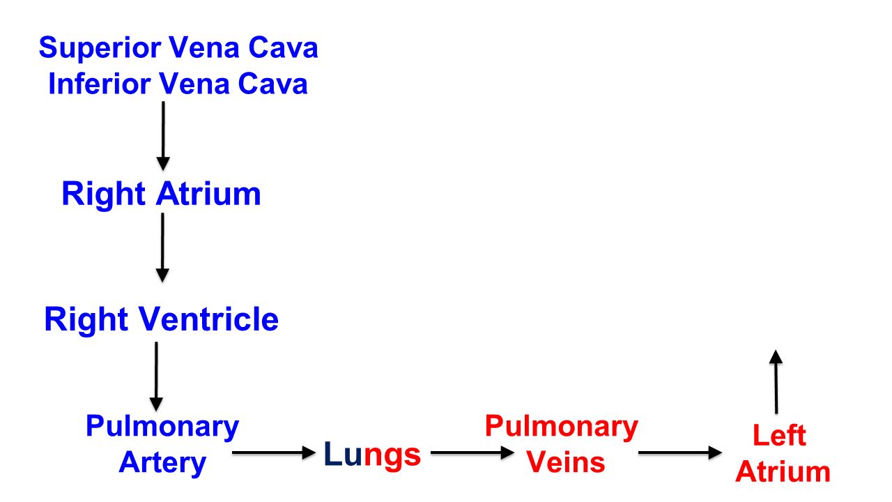 Superior Vena Cava Inferior Vena Cava Right Atrium Right Ventricle Pulmonary Artery Lungs Pulmonary Veins Left Atrium