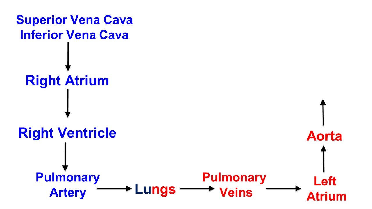 Superior Vena Cava Inferior Vena Cava Right Atrium Right Ventricle Pulmonary Artery Lungs Pulmonary Veins Left Atrium Aorta