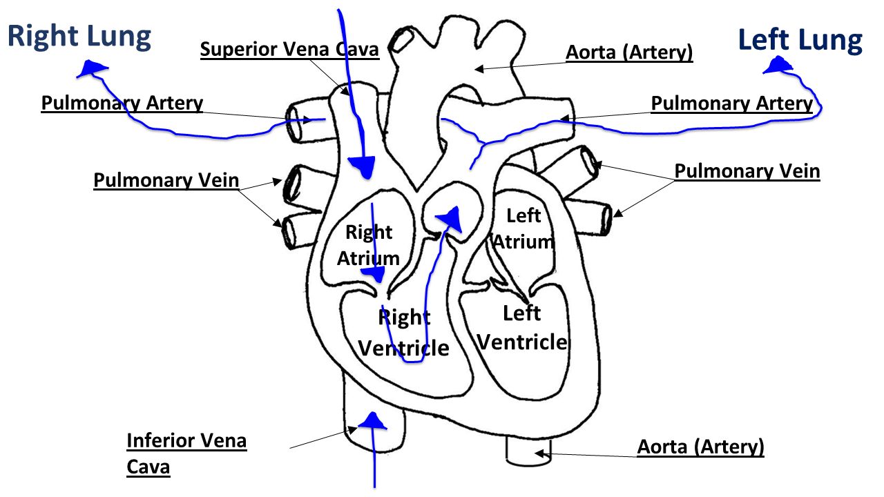 Right Lung Left Lung Superior Vena Cava Inferior Vena Cava Pulmonary Vein Aorta (Artery) Pulmonary Artery Right Atrium Right Ventricl e Left Atrium Left Ventricle