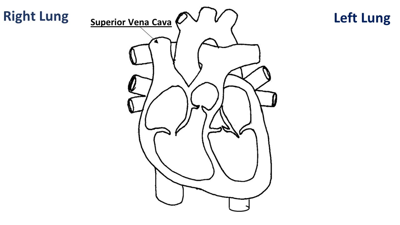Right Lung Left Lung Superior Vena Cava