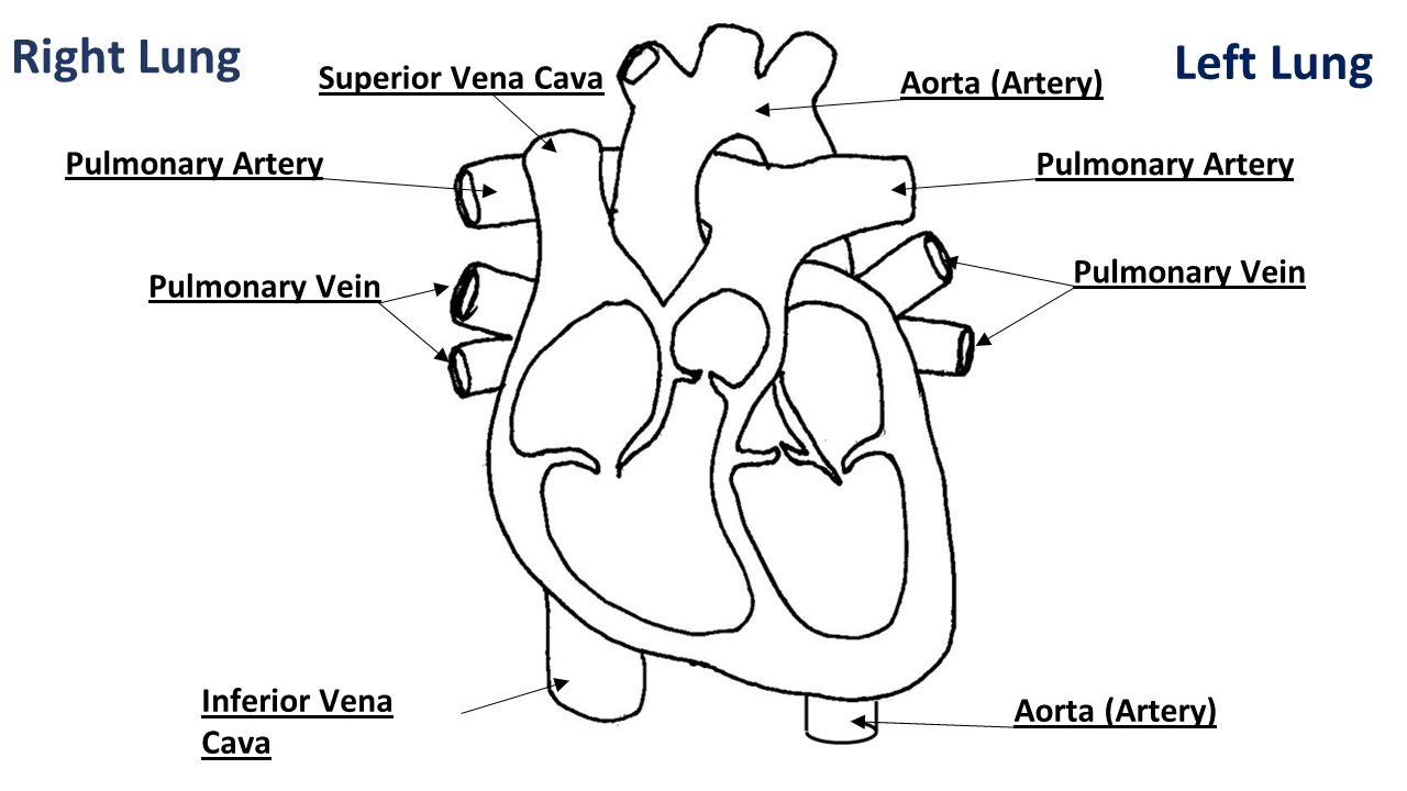 Right Lung Left Lung Superior Vena Cava Inferior Vena Cava Pulmonary Vein Aorta (Artery) Pulmonary Artery
