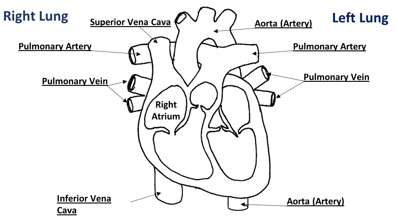 Right Lung Left Lung Superior Vena Cava Inferior Vena Cava Pulmonary Vein Aorta (Artery) Pulmonary Artery Right Atrium