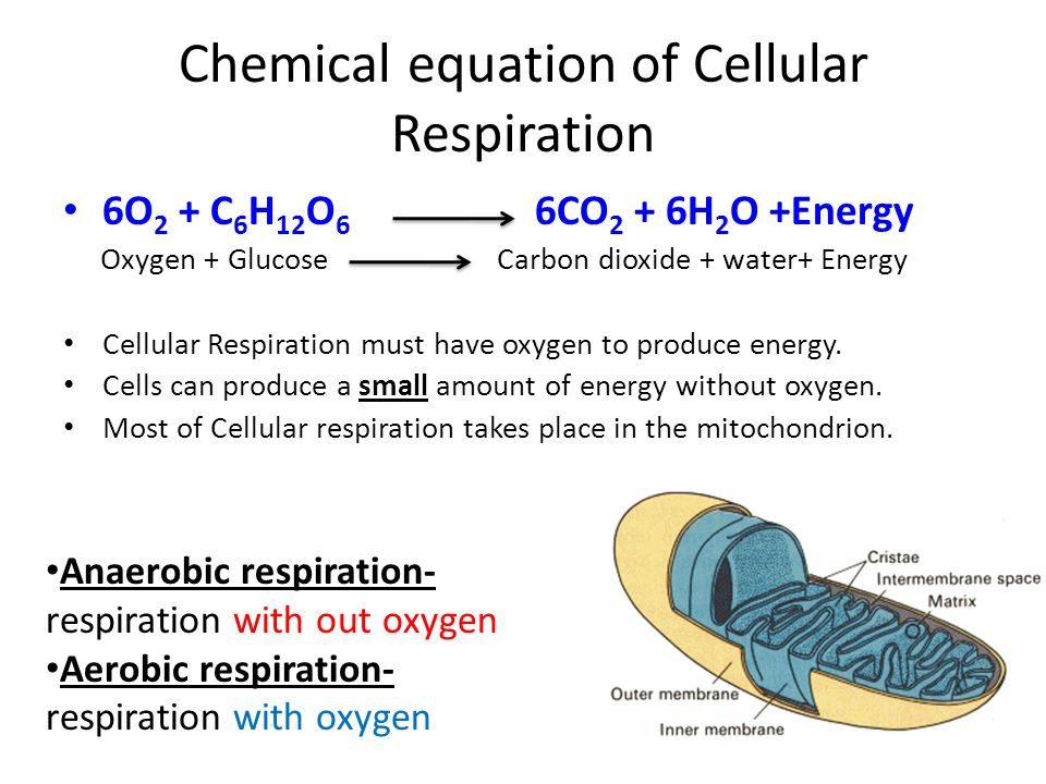 What Is The Chemical Equation For Cellular Respiration That Forms 5 Chemical Equation Of Cellular Respiration Cells Making Energy 1