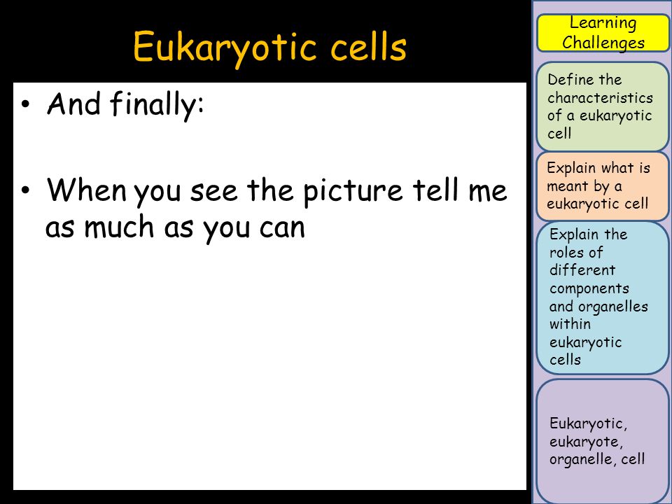 the characteristics of the eukaryotic organelles Characteristics of living things (organelles), while eukaryotic cells possess them cytoplasm and organelles all prokaryote and eukaryote cells also have. the characteristics of the eukaryotic organelles Characteristics of living things (organelles), while eukaryotic cells possess them cytoplasm and organelles all prokaryote and eukaryote cells also have.