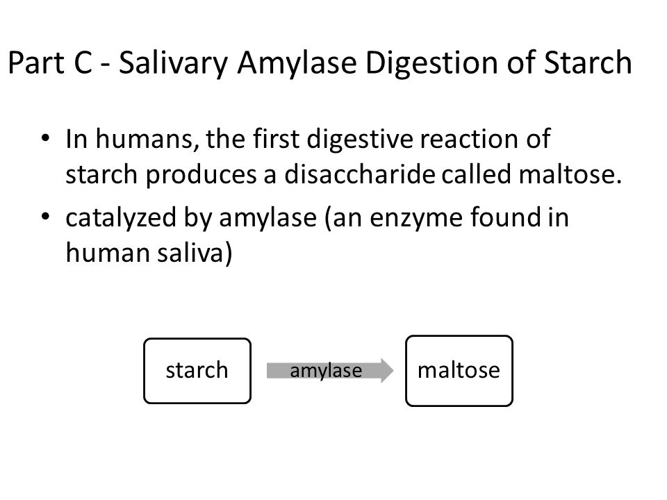 enzyme amylase action on starch lab answers