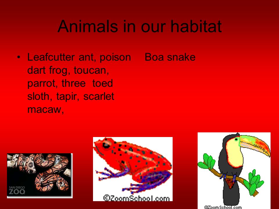 animals in our habitat boa snakeleafcutter ant, poison