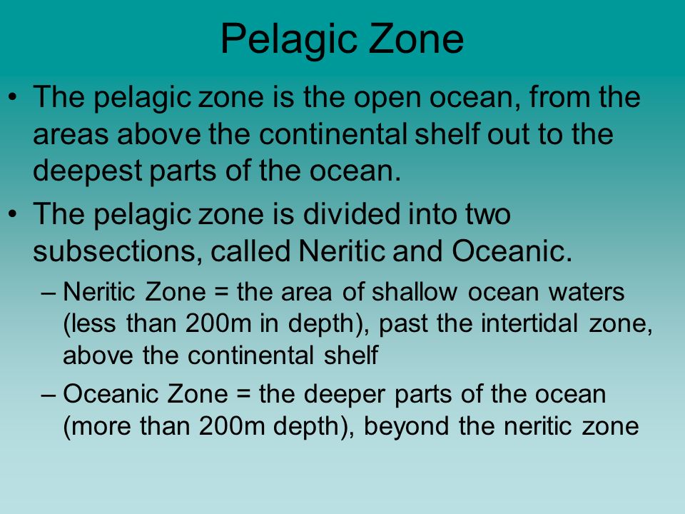 pelagic zone