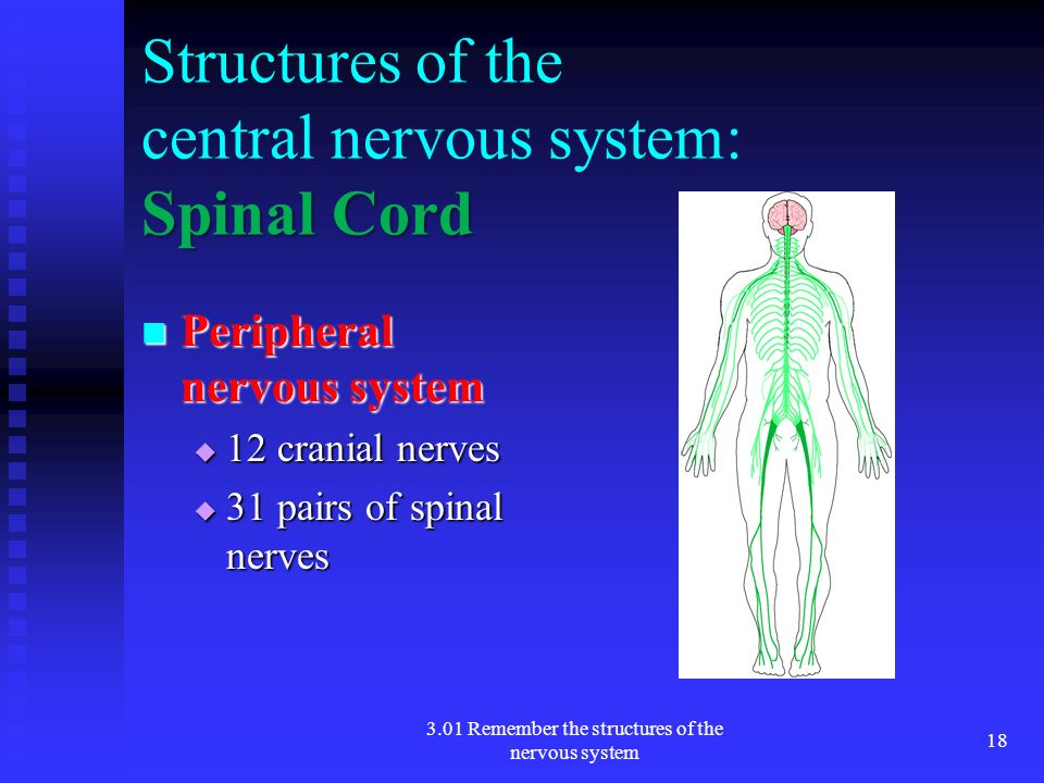 the nervous system ppt Diseases of the nervous system 2 meningococcal meningitis a) greatly feared because it can result in shock and death within 24 hours after infection. the nervous system ppt Diseases of the nervous system 2 meningococcal meningitis a) greatly feared because it can result in shock and death within 24 hours after infection.