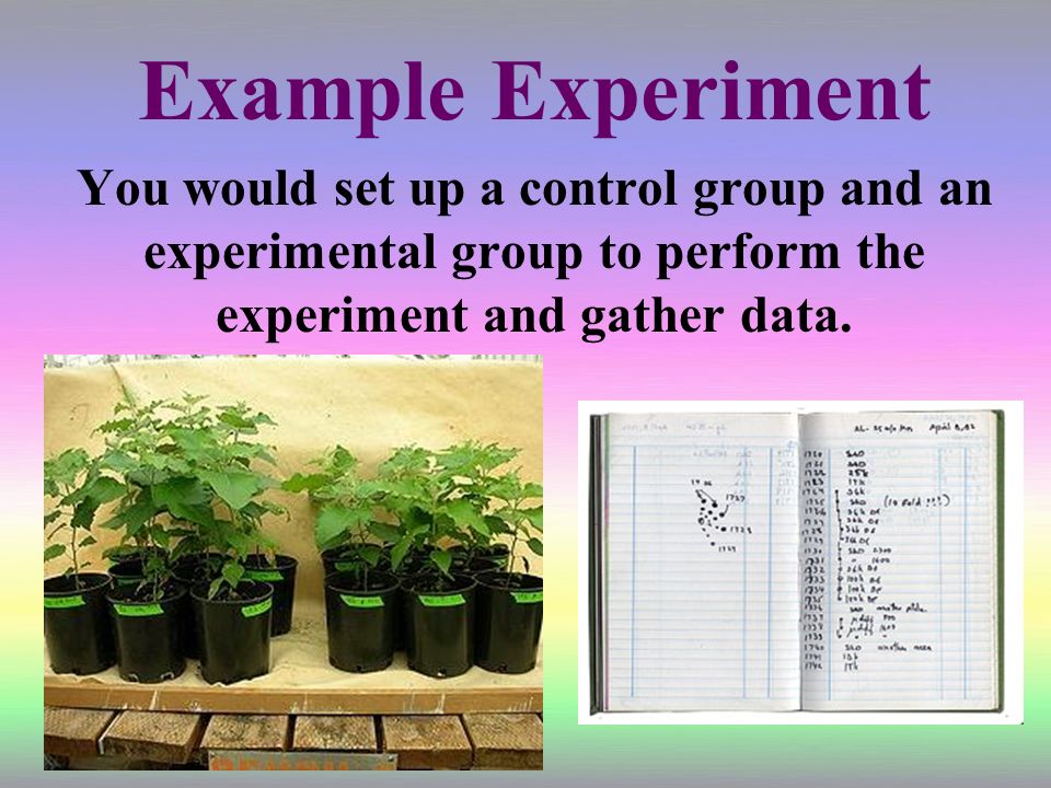 You would set up a control group and an experimental group to perform the experiment and gather data.