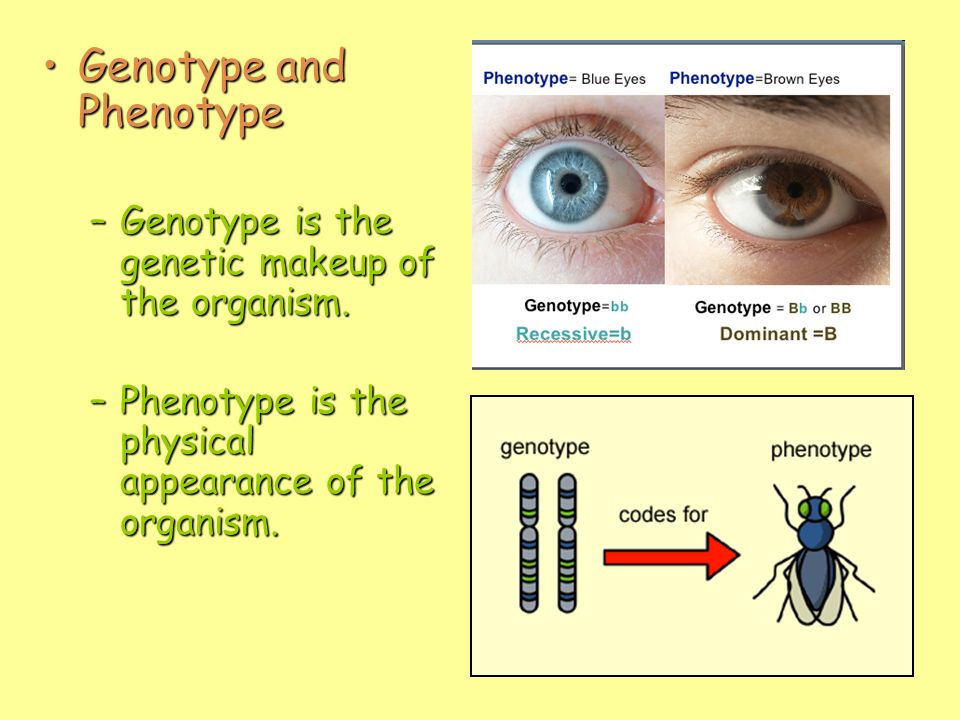 phenotype and genotype