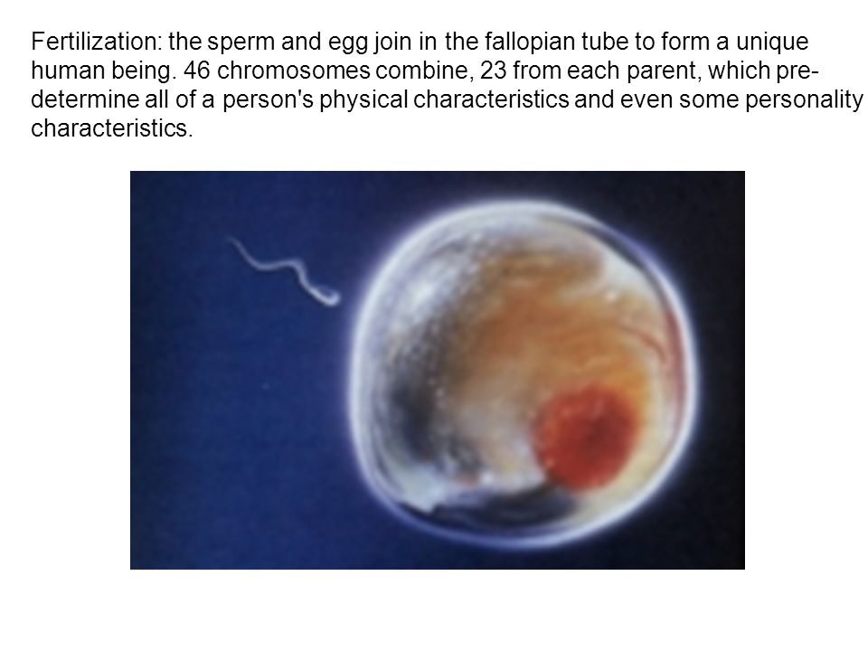 Sperm and egg not developing