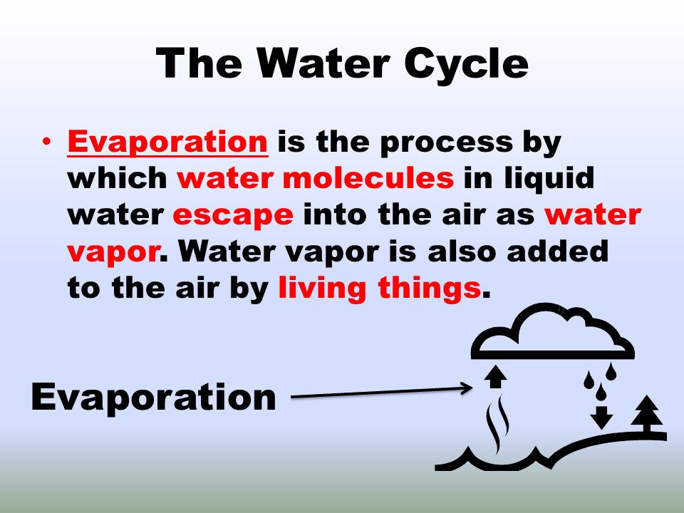 The Water Cycle Evaporation is the process by which water molecules in liquid water escape into the air as water vapor.