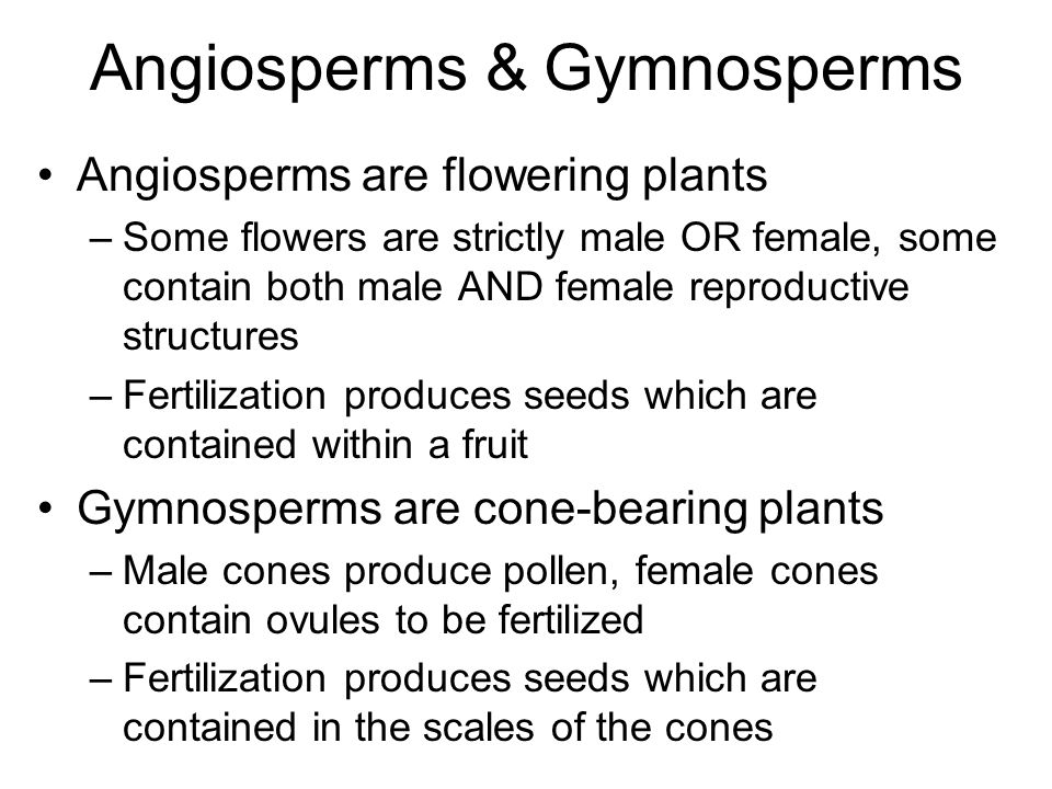 Angiosperms & Gymnosperms Angiosperms are flowering plants –Some flowers are strictly male OR female, some contain both male AND female reproductive structures –Fertilization produces seeds which are contained within a fruit Gymnosperms are cone-bearing plants –Male cones produce pollen, female cones contain ovules to be fertilized –Fertilization produces seeds which are contained in the scales of the cones