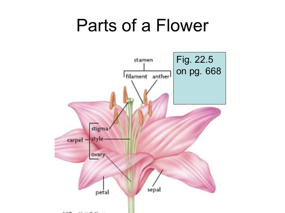 Parts of a Flower Fig on pg. 668