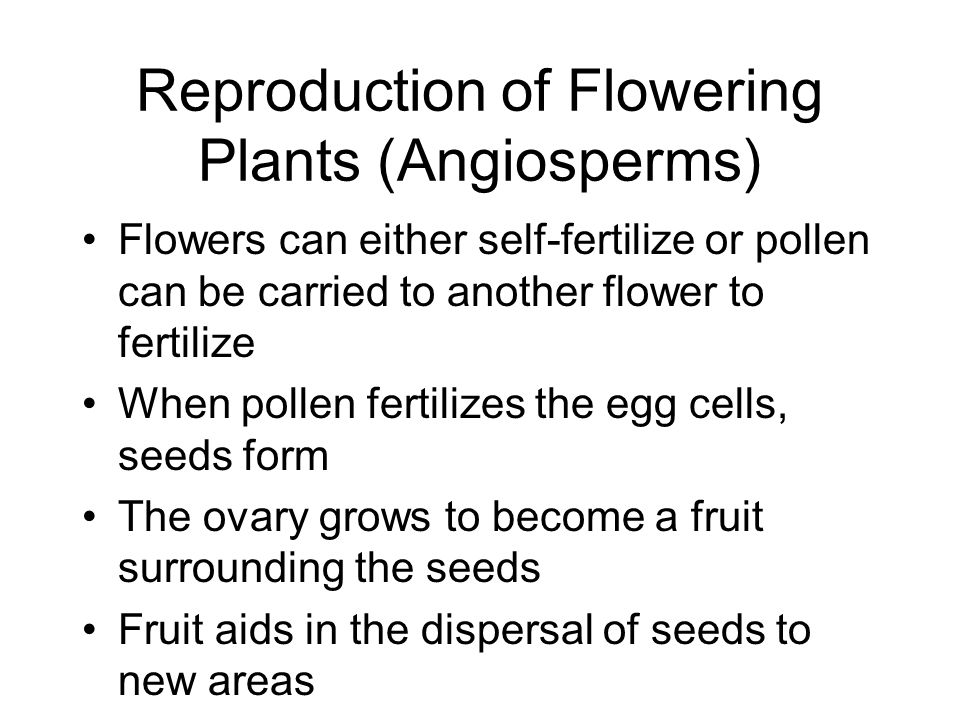Reproduction of Flowering Plants (Angiosperms) Flowers can either self-fertilize or pollen can be carried to another flower to fertilize When pollen fertilizes the egg cells, seeds form The ovary grows to become a fruit surrounding the seeds Fruit aids in the dispersal of seeds to new areas