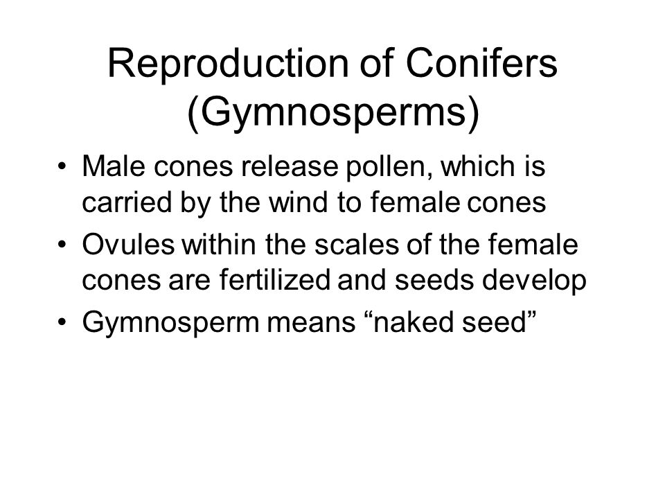 Reproduction of Conifers (Gymnosperms) Male cones release pollen, which is carried by the wind to female cones Ovules within the scales of the female cones are fertilized and seeds develop Gymnosperm means naked seed