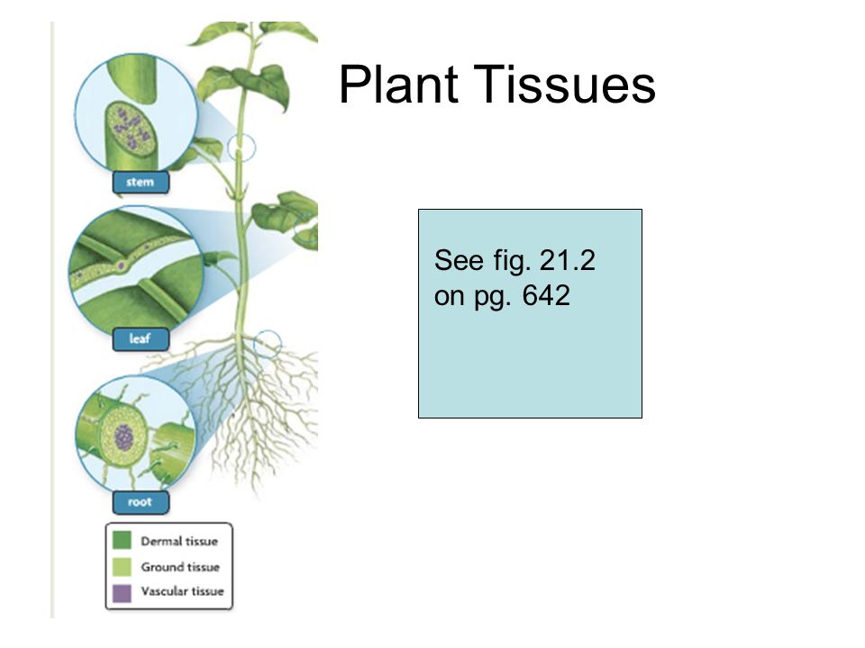 Plant Tissues See fig on pg. 642