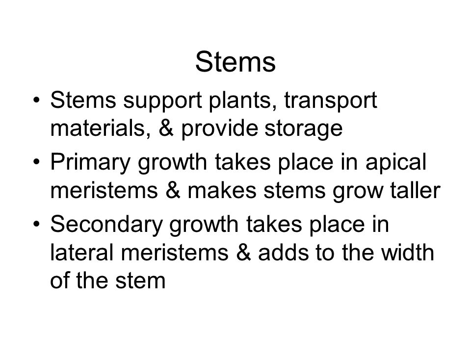 Stems Stems support plants, transport materials, & provide storage Primary growth takes place in apical meristems & makes stems grow taller Secondary growth takes place in lateral meristems & adds to the width of the stem