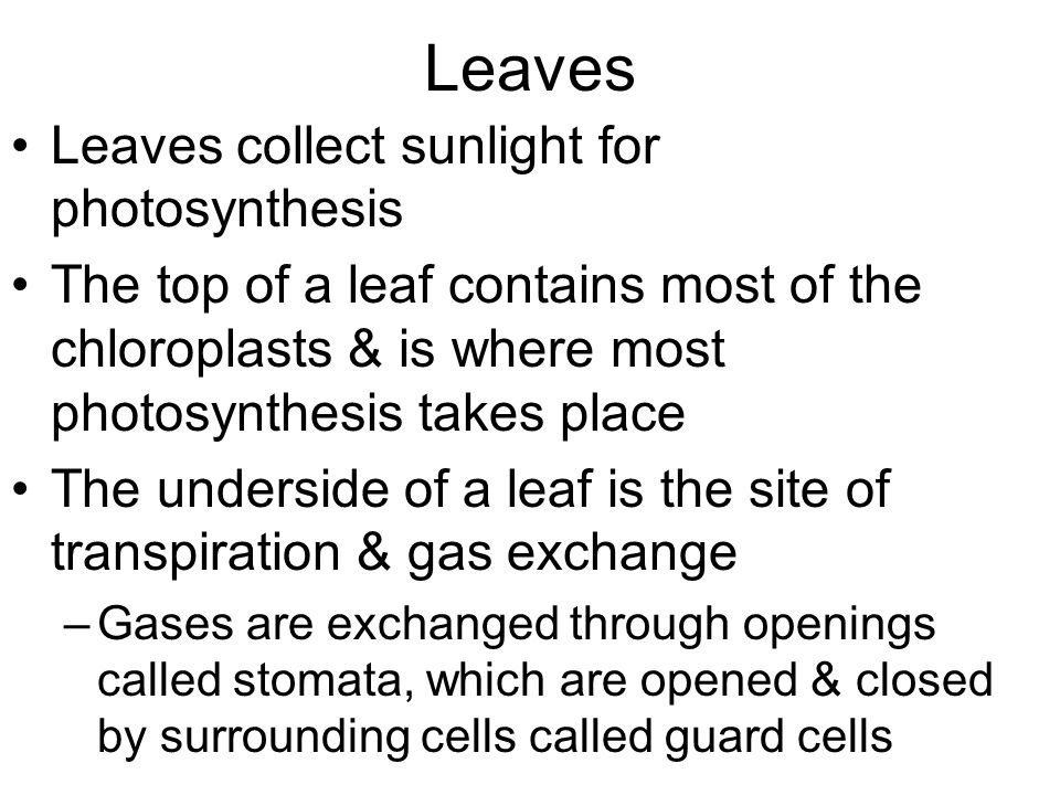 Leaves Leaves collect sunlight for photosynthesis The top of a leaf contains most of the chloroplasts & is where most photosynthesis takes place The underside of a leaf is the site of transpiration & gas exchange –Gases are exchanged through openings called stomata, which are opened & closed by surrounding cells called guard cells