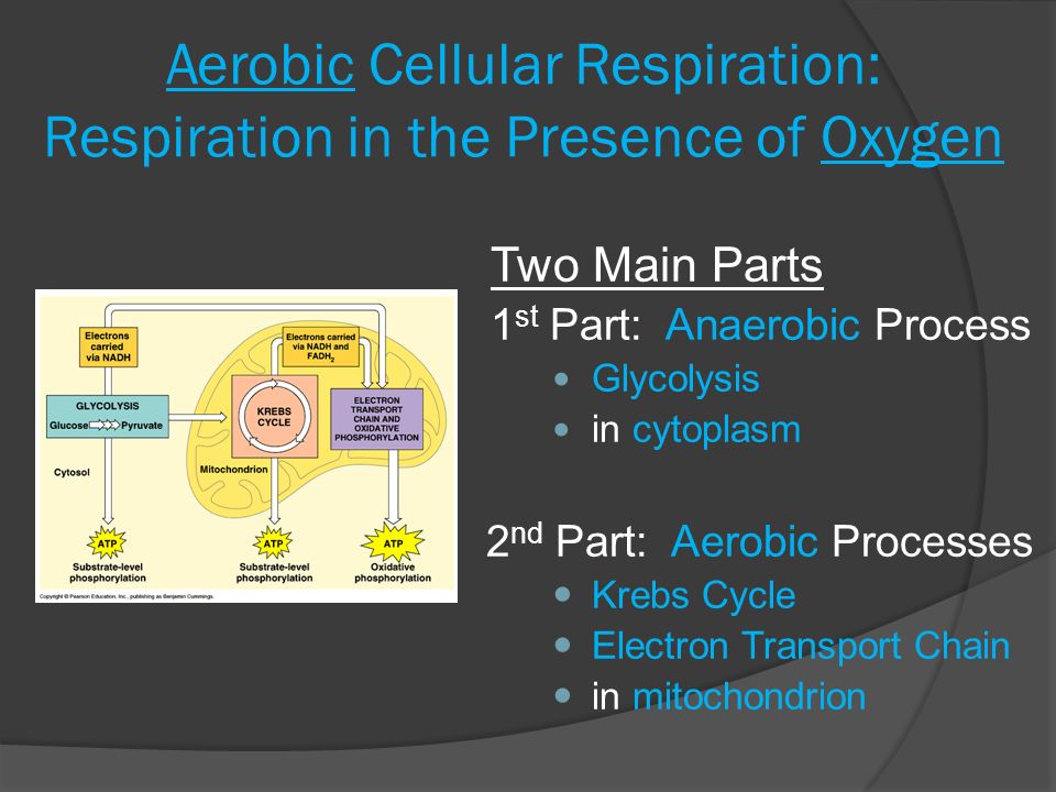 the process of cellular respiration the process of cellular respiration